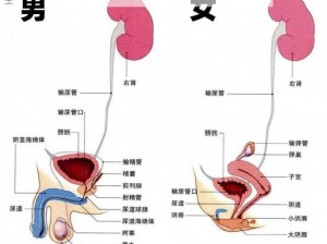 牛奶注入膀胱后，第二天能排光吗？为什么-如何-怎样判断膀胱内牛奶是否排空