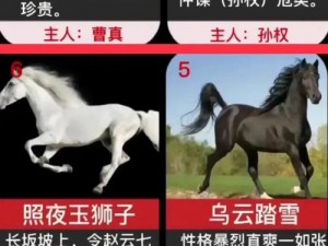 探索三国赵云传：马匹等级与属性的秘密