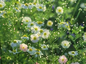 野花视频高清视频在线观看_野花视频高清视频在线观看，精彩不断，无限制畅享