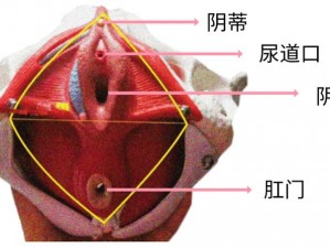 为什么同房时阴道干涩没水？该如何调理？