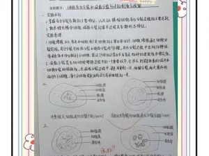 探索细胞分裂 6 主线通关的秘诀与心得