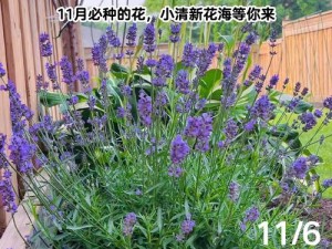 薰衣草免费实验室 2023 下载：为何要下载？怎样下载？