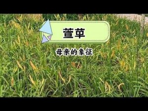 无人区乱码一线二线忘忧草 无人区乱码一线二线忘忧草，探索未知的神秘领域