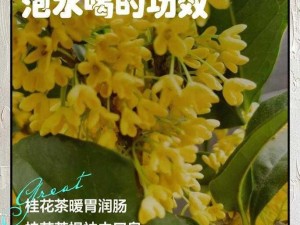 大壮和桂花之间有何神秘关系？为什么他们的关系如此特别？怎样才能了解他们的关系？