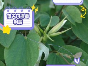 三夜草 GW2419 真的有效吗？如何正确使用三夜草 GW2419？