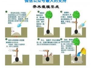 老农种树经验分享：新手如何快速上手种树攻略