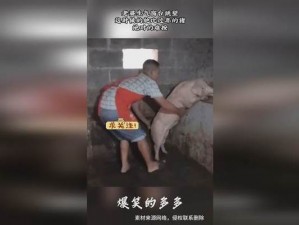 女人和猪 zozo 有什么特别之处？为何它们能成为流行文化的一部分？