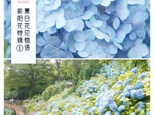 紫阳花が散る顷に雷火剑ってどこ？紫阳花散落时雷火剑在哪里？