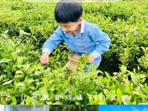 奇妙小茶园之旅：品茶的细致操作与感受之旅