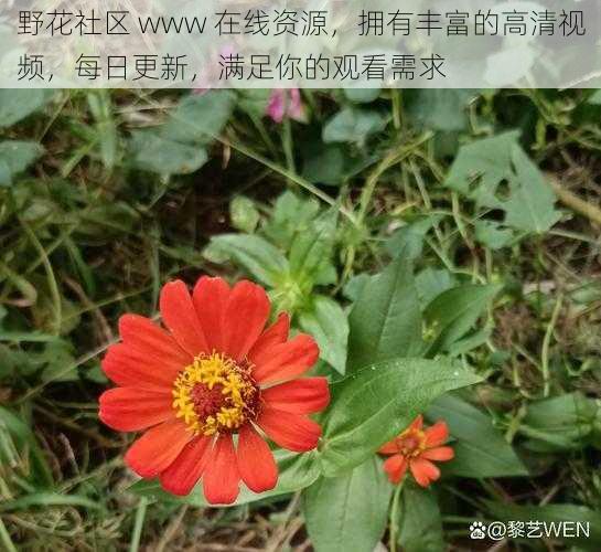 野花社区 www 在线资源，拥有丰富的高清视频，每日更新，满足你的观看需求