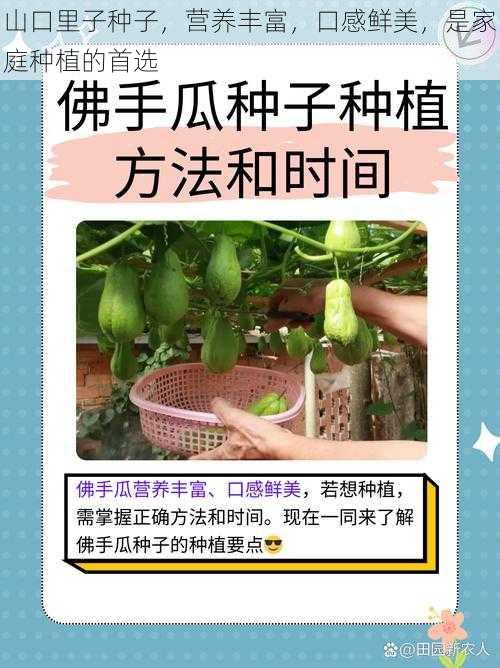 山口里子种子，营养丰富，口感鲜美，是家庭种植的首选