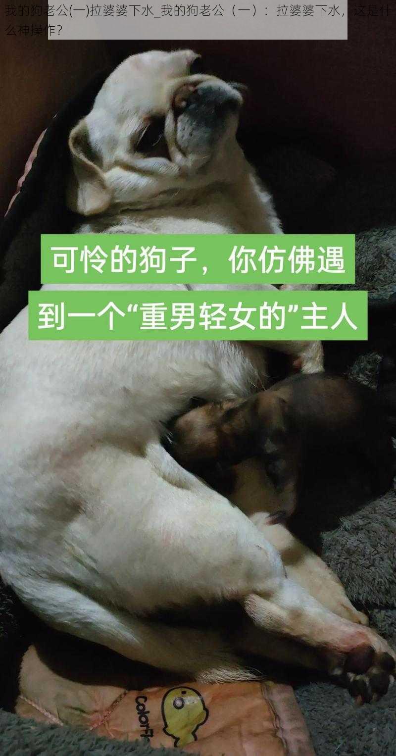 我的狗老公(一)拉婆婆下水_我的狗老公（一）：拉婆婆下水，这是什么神操作？