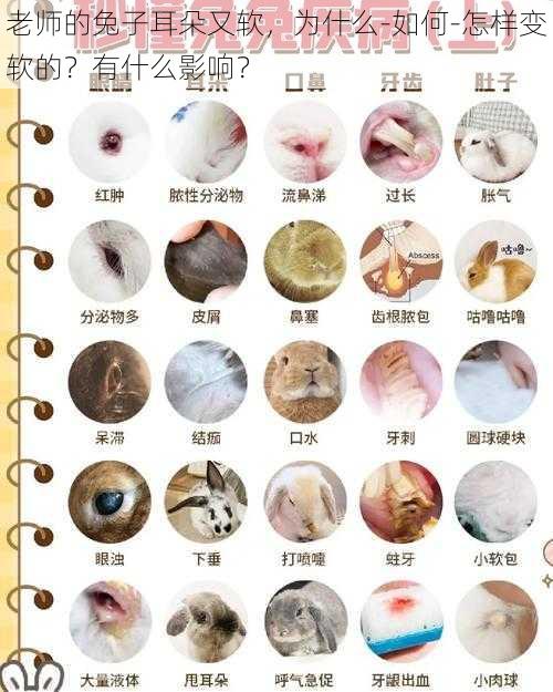 老师的兔子耳朵又软,为什么-如何-怎样变软的?有什么影响?