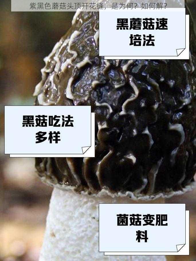 紫黑色蘑菇头顶开花缝，是为何？如何解？