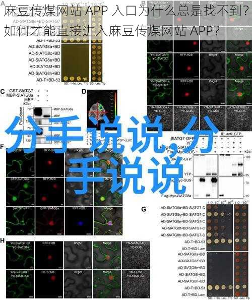 麻豆传煤网站 APP 入口为什么总是找不到？如何才能直接进入麻豆传煤网站 APP？