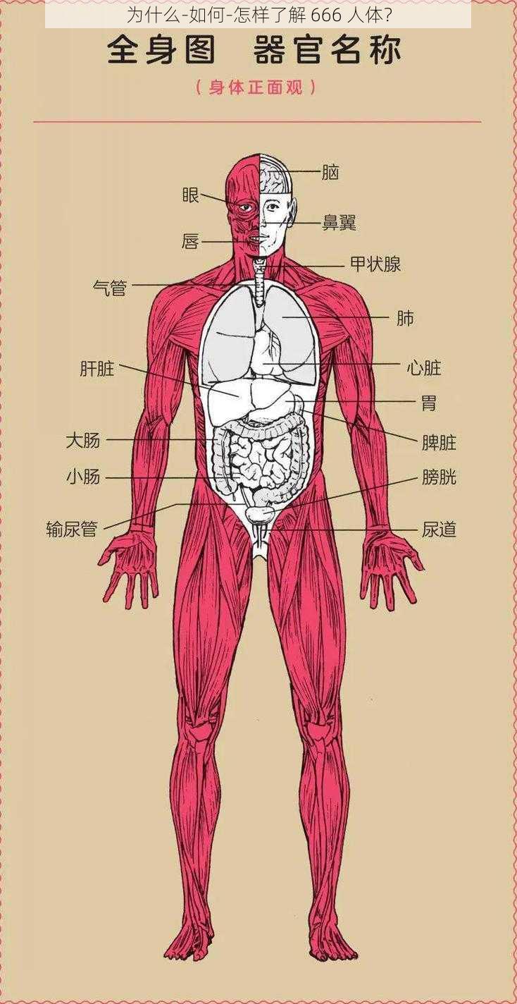 为什么-如何-怎样了解 666 人体？