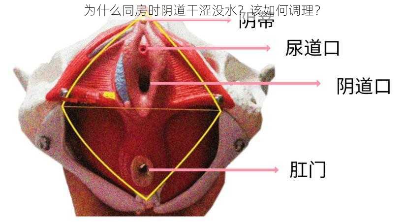 为什么同房时阴道干涩没水？该如何调理？