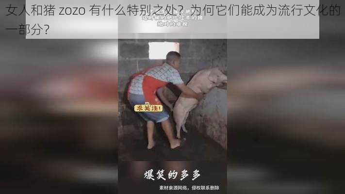 女人和猪 zozo 有什么特别之处？为何它们能成为流行文化的一部分？