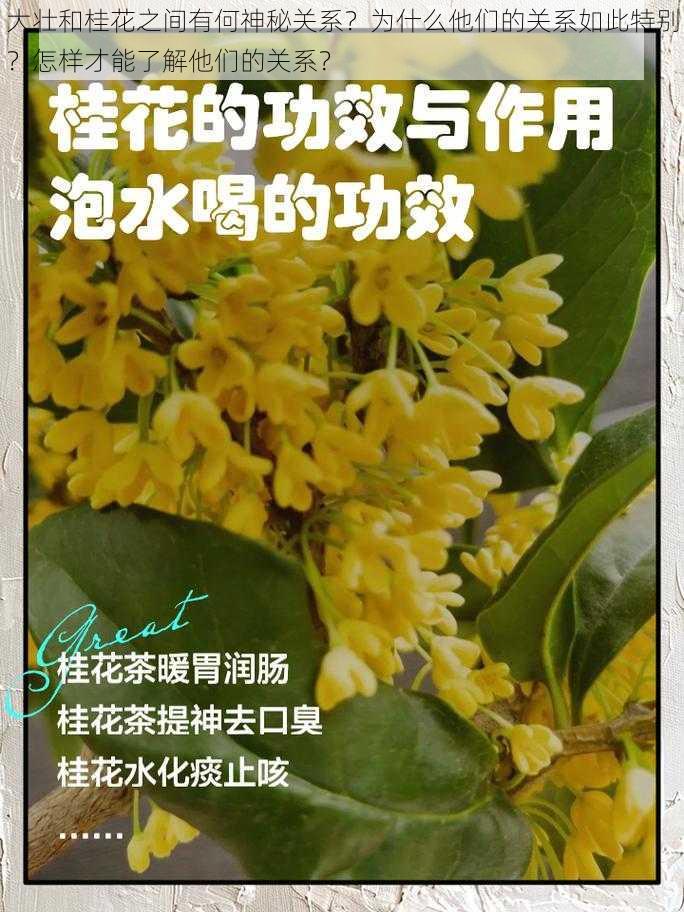 大壮和桂花之间有何神秘关系？为什么他们的关系如此特别？怎样才能了解他们的关系？