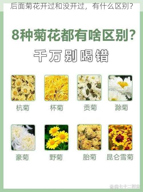 后面菊花开过和没开过，有什么区别？