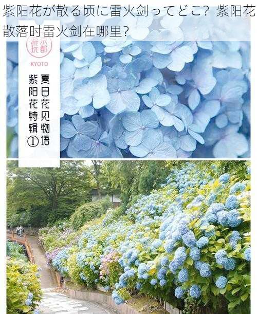 紫阳花が散る顷に雷火剑ってどこ？紫阳花散落时雷火剑在哪里？