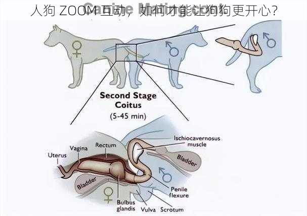 人狗 ZOOM 互动，如何才能让狗狗更开心？