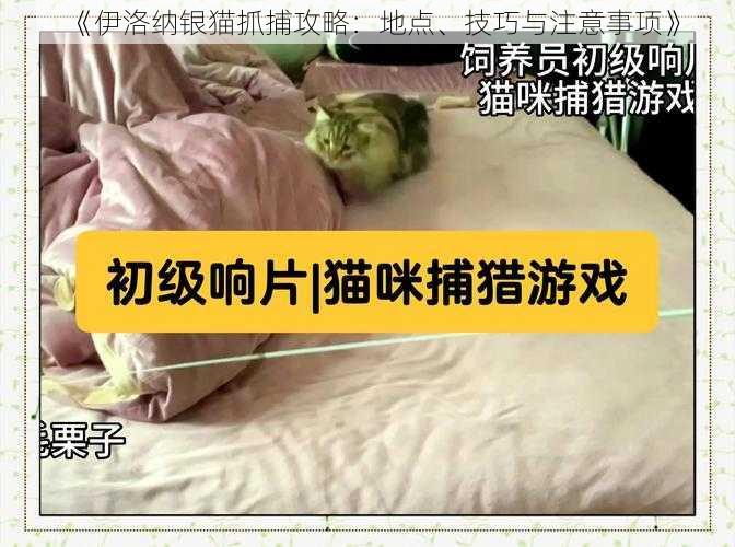 《伊洛纳银猫抓捕攻略：地点、技巧与注意事项》