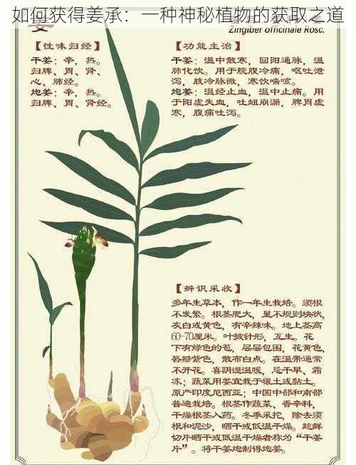 如何获得姜承：一种神秘植物的获取之道