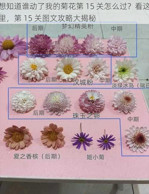 想知道谁动了我的菊花第 15 关怎么过？看这里，第 15 关图文攻略大揭秘