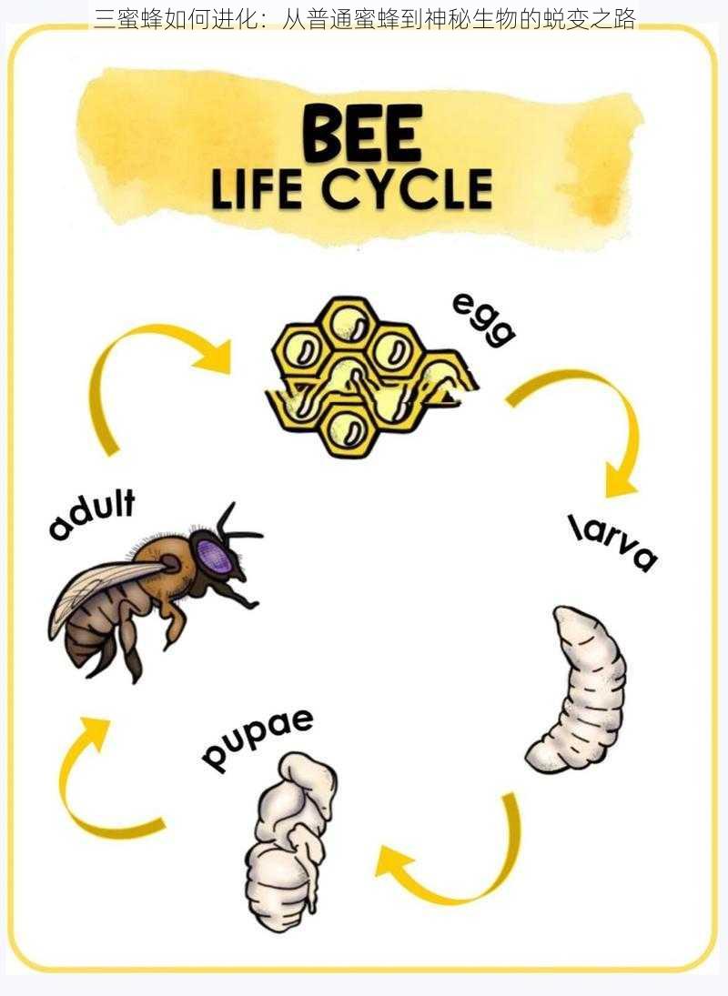 三蜜蜂如何进化：从普通蜜蜂到神秘生物的蜕变之路